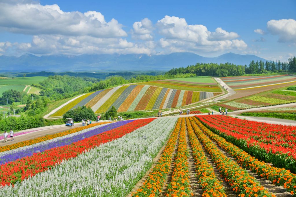 富良野_行き方のイメージ画像