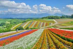 富良野_行き方のイメージ画像